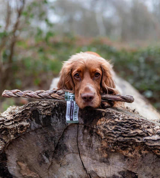 Exploring Nesscliffe Hill: A Dog-Friendly Adventure in Shropshire