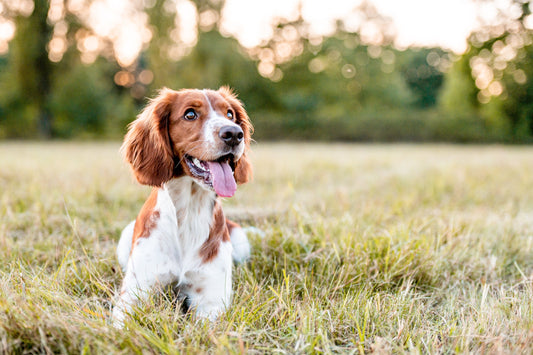 National Pet Month: 5 Way's to Show Your Pet You Care.
