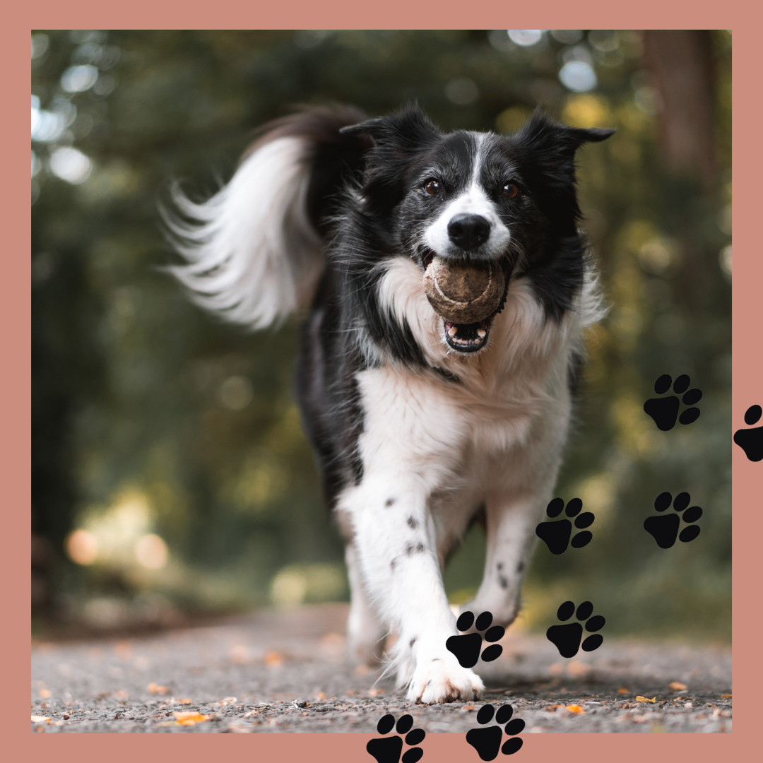 Celebrating 3 Years of Betty’s Paw Store! 🐾