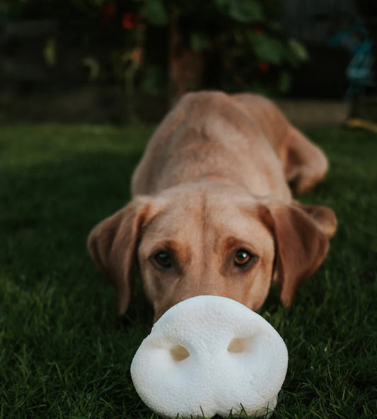 🍁🐾 Autumn Adventures & Healthy Treats for your Dog! 🍁🐾