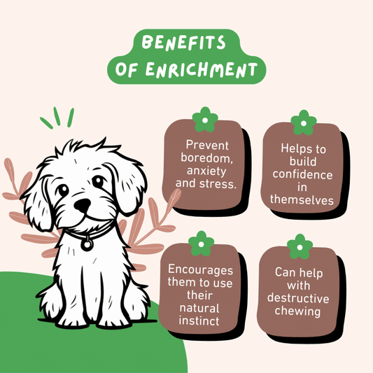 Keeping Tails Wagging: Enrichment Ideas for Your Dog While You’re Away!