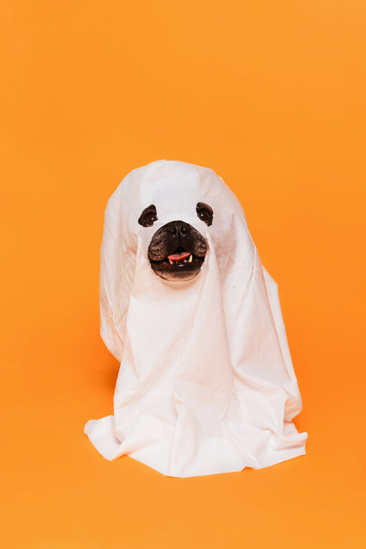 🎃 A Calm & Cosy Halloween: Helping Your Dog Feel Safe This Spooky Season