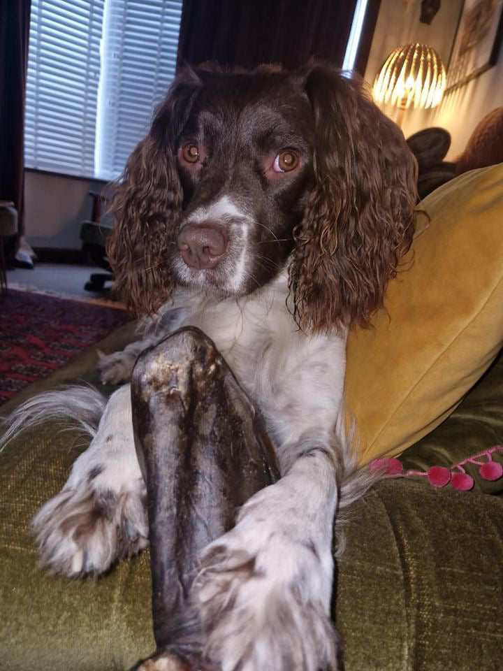 Cow Ear - Large