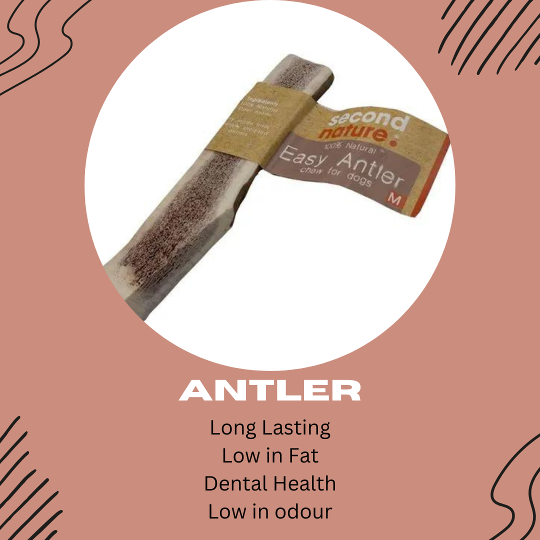 Antler Chew - Long Lasting