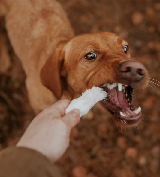 Rabbits Foot - Hairy