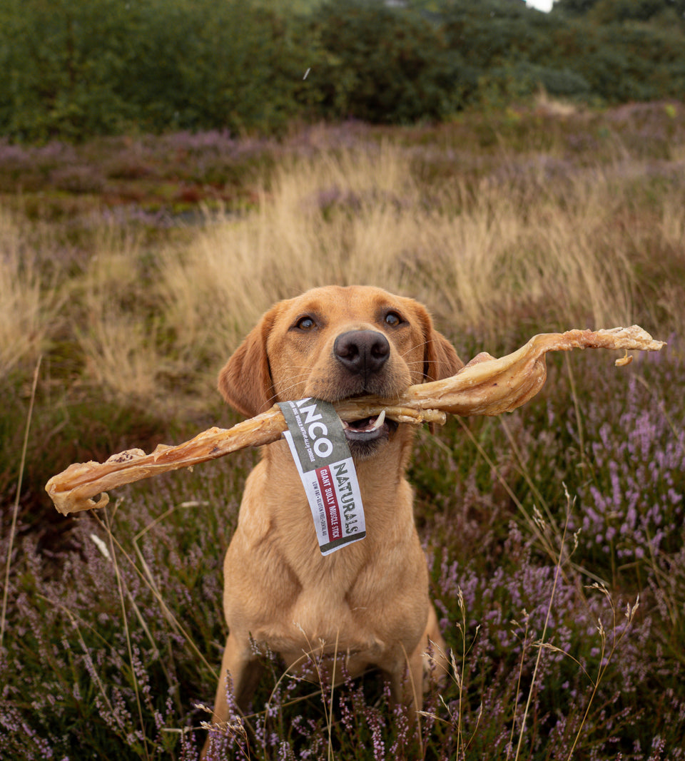 Giant Bully Muscle Stick