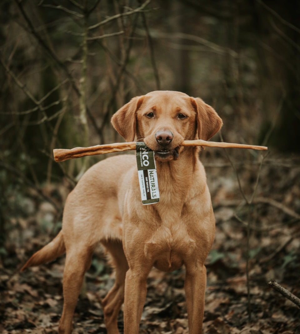 tough chew