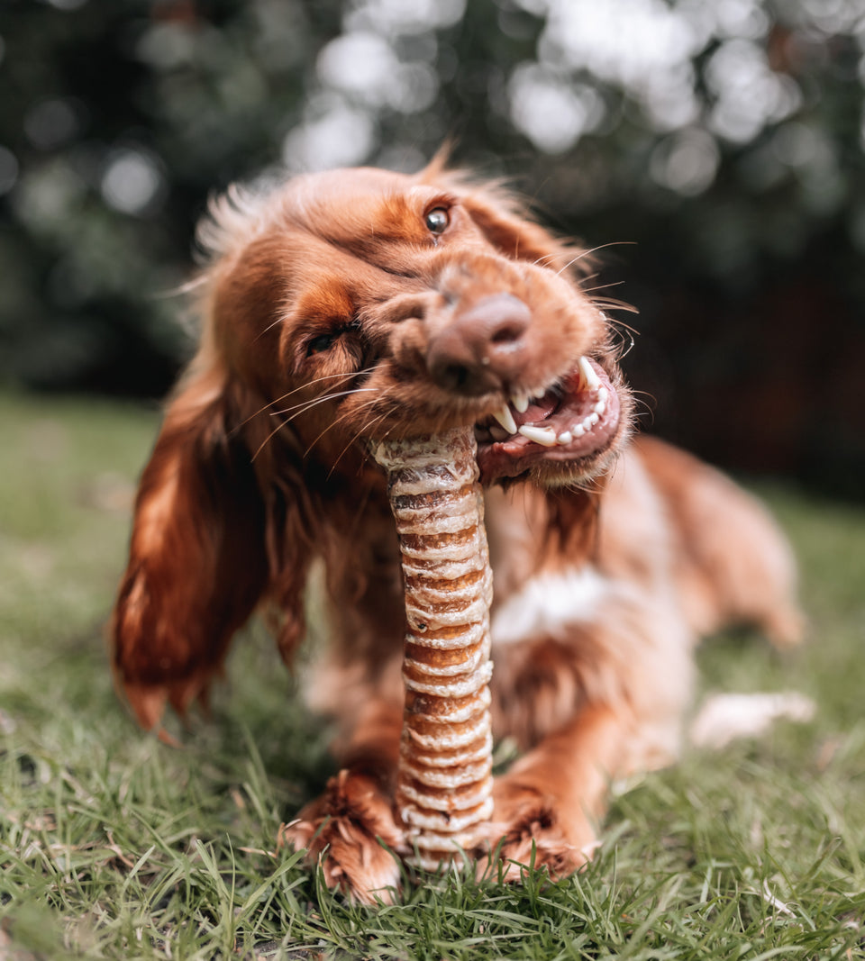 Beef Trachea - Large - Hypoallergenic
