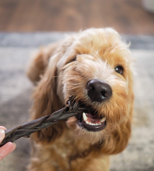 Camel Braid - Medium