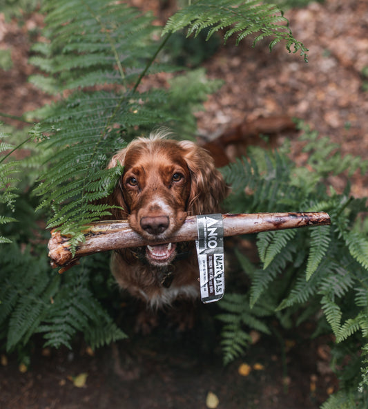 Ostrich Metatarus Bone