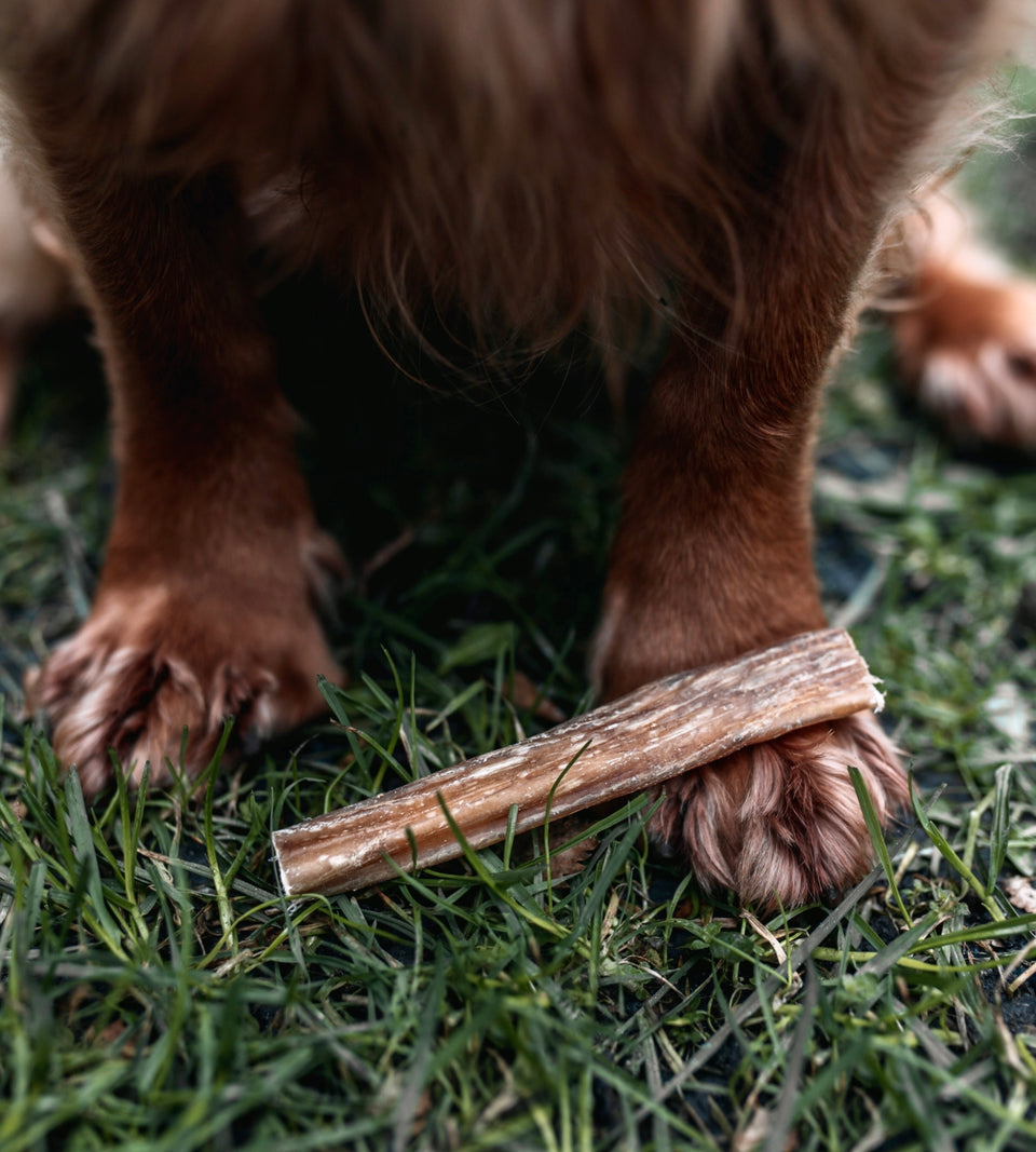 Beef Pizzle - 12cm Thick