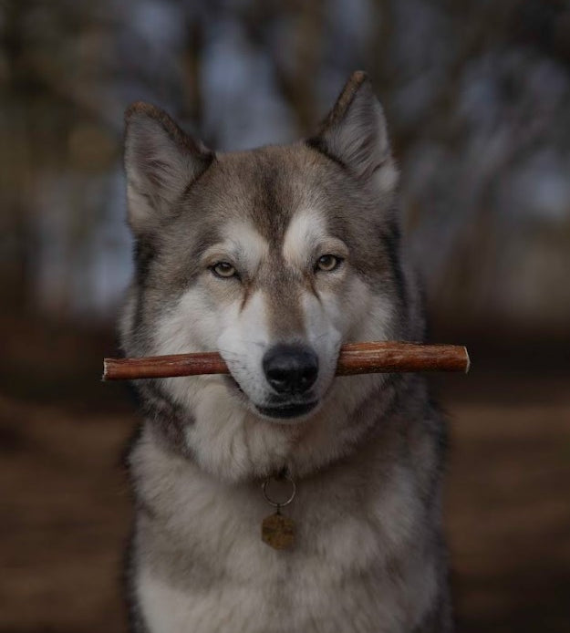 Beef Pizzle