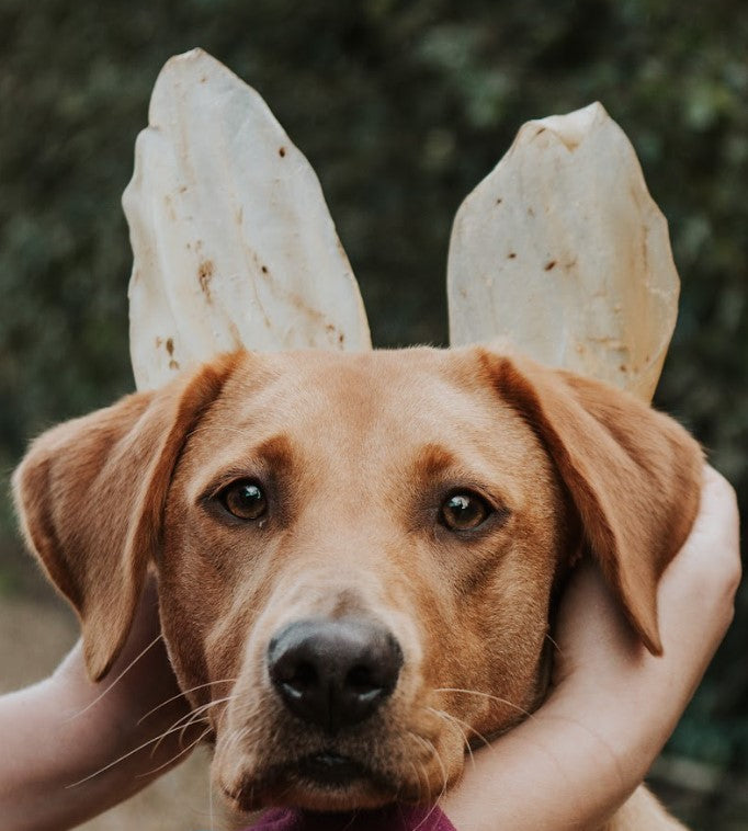 Cow Ear - Standard