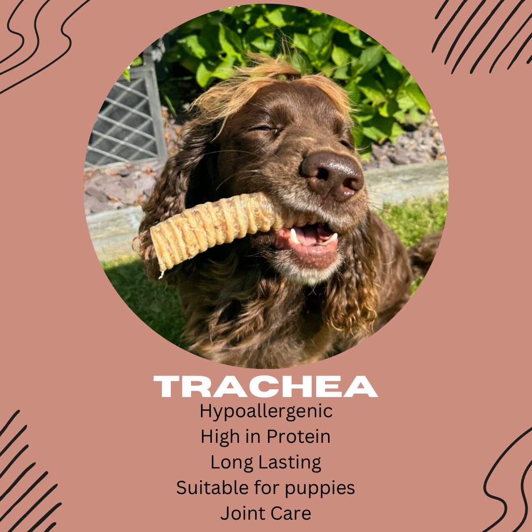 Beef Trachea - Large - Hypoallergenic