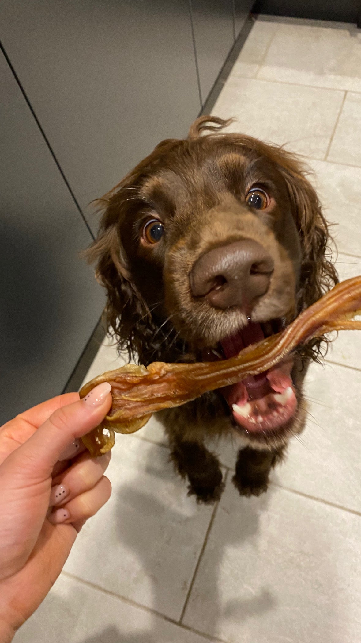 Beef Tendon - Long Lasting
