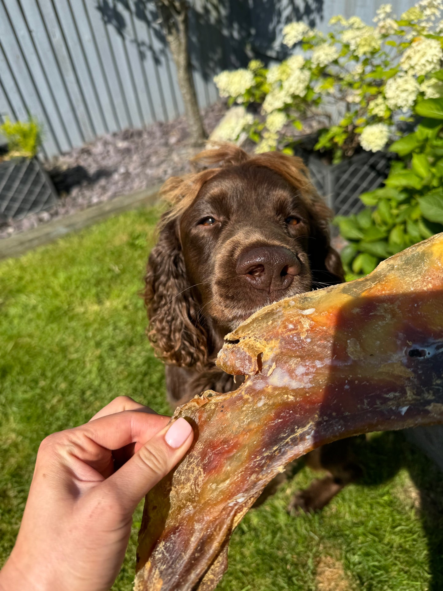 Dog chew
