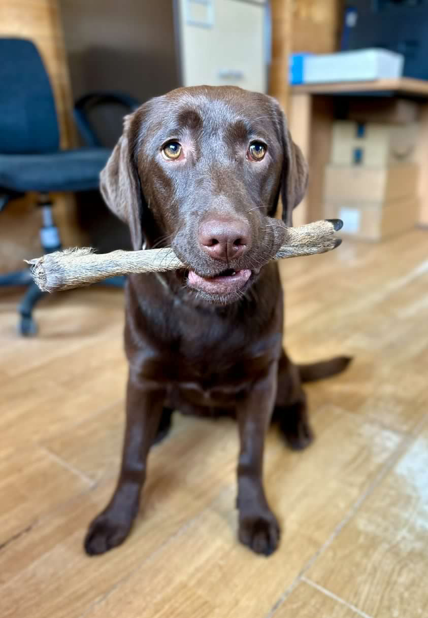 Hairy Venison Leg