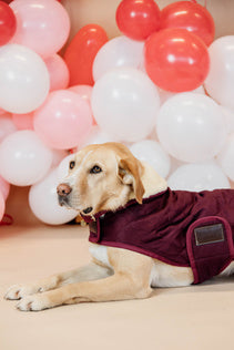 Kentucky Dog Coat Original