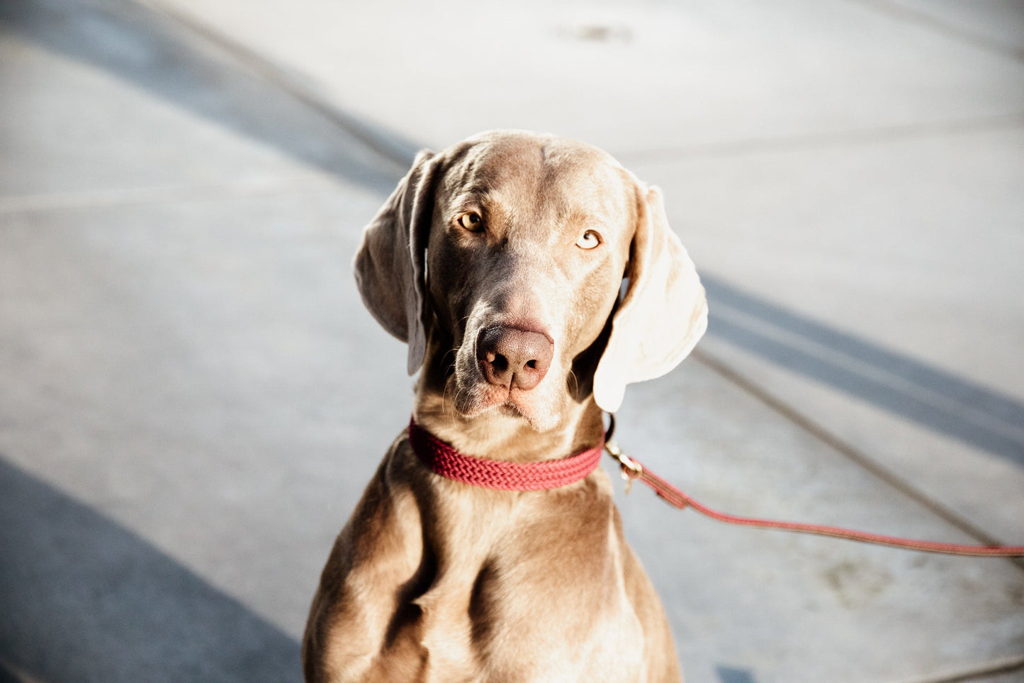 Kentucky Nylon Dog Lead
