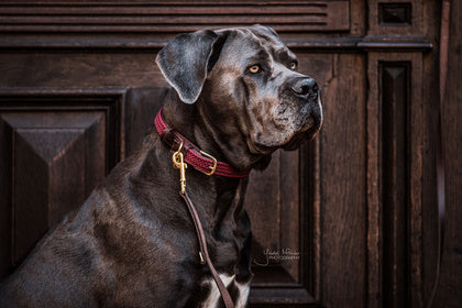 Kentucky Nylon Dog Collar