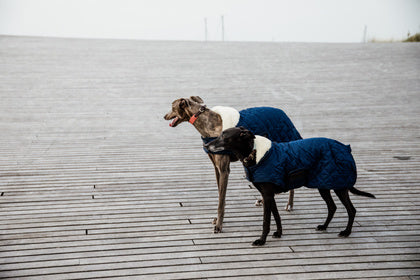 Kentucky Dog Coat Original