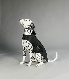 Kentucky Dog Coat Original
