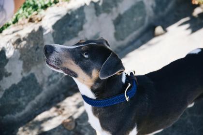 Kentucky Nylon Dog Collar