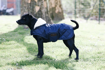 dog coat