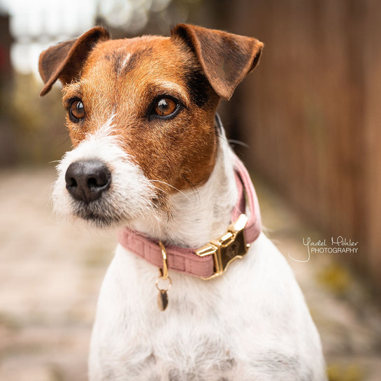 Kentucky Velvet Dog Collar