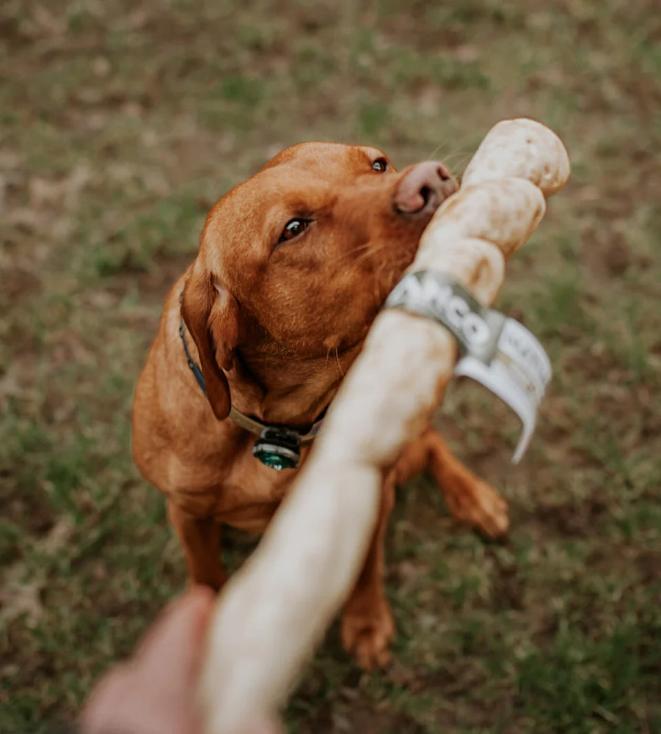 Are Seasonal Ingredients Better for Dogs?