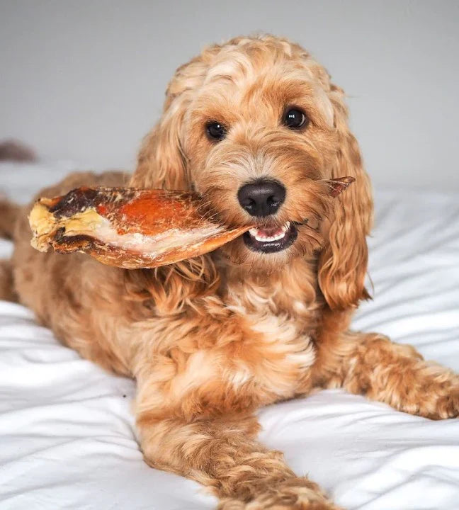 🎆 Bonfire Night Without the Stress: Keep Your Dog Calm & Cosy