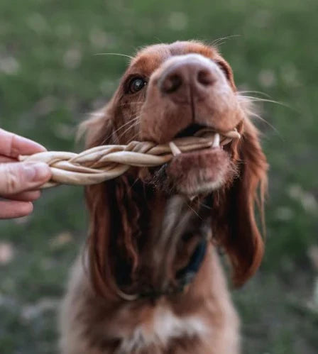 🐾 Celebrate National Love Your Pet Day: 5 Ways to Pamper Your Pup