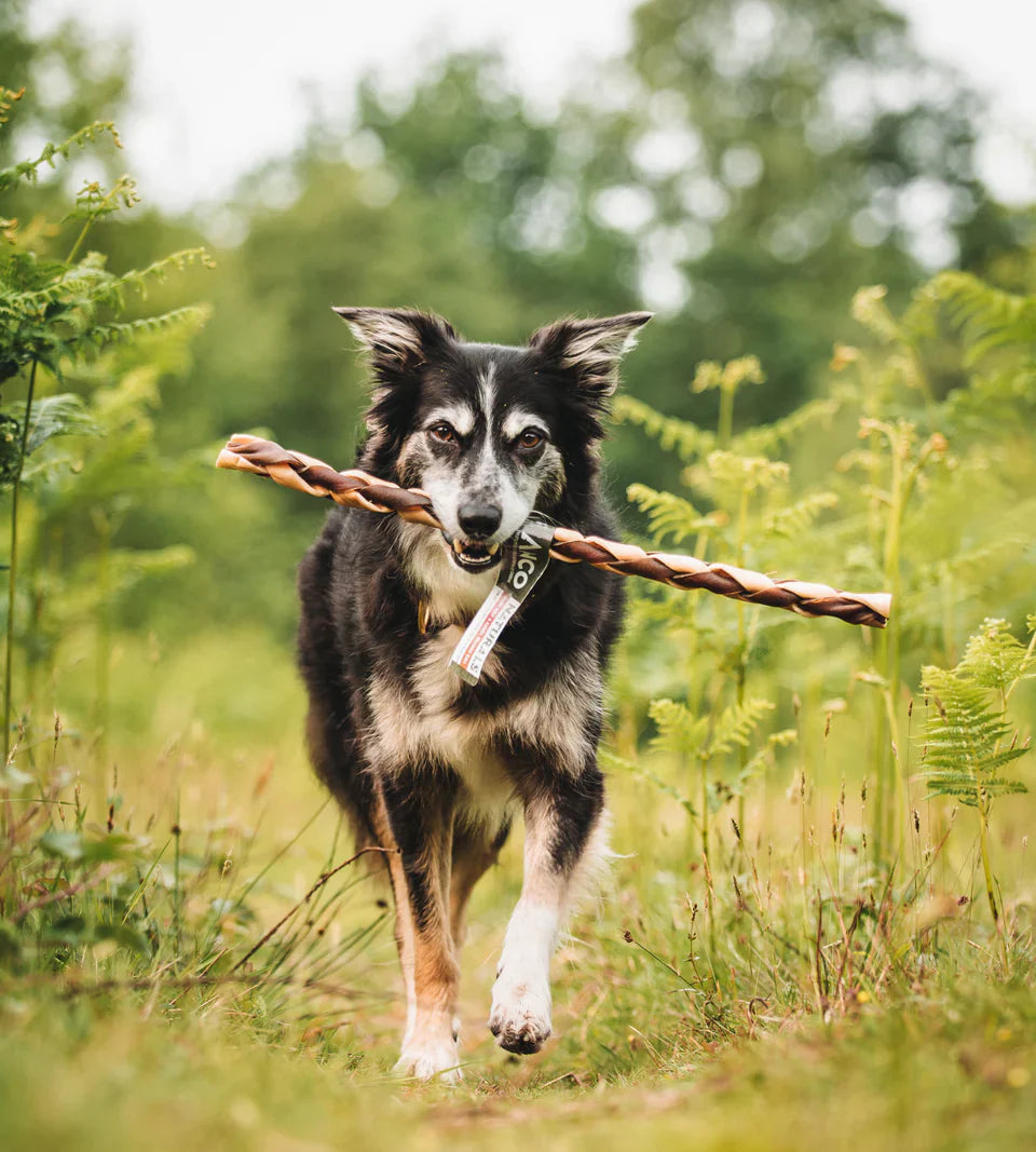 Allergies and Springtime Wellness for Dogs