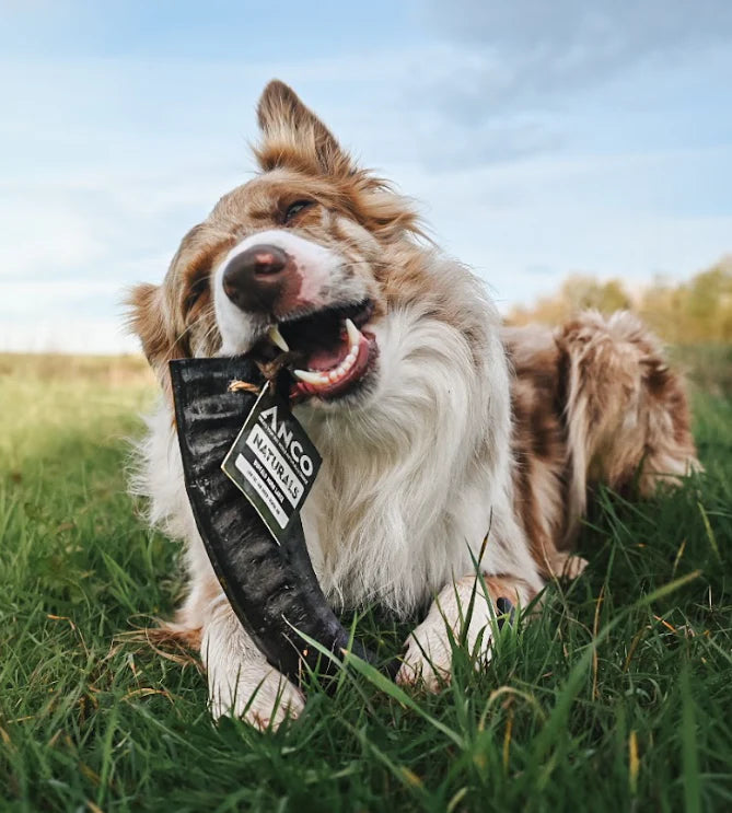 Spring Grooming Tips for a Happy, Healthy Pup