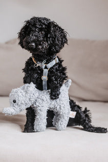 National Dog Week