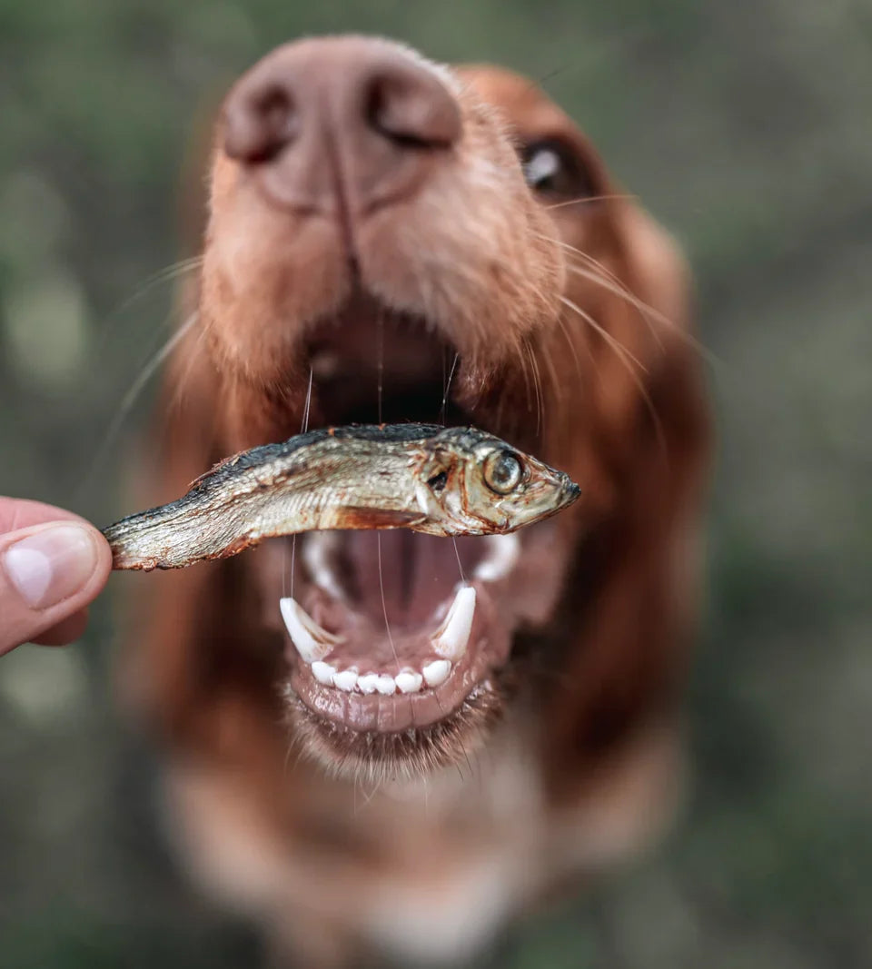 How Natural Dog Treats support Joint Health.