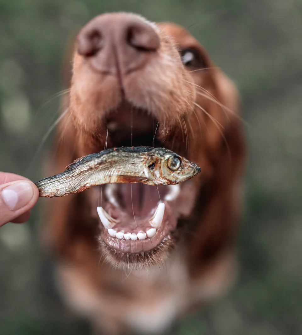 Springtime Snacking: The Best Natural Dog Treats for Warmer Weather!