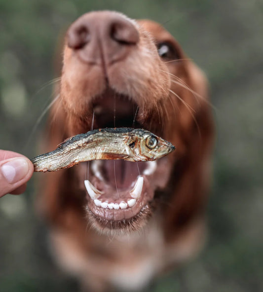 Springtime Snacking: The Best Natural Dog Treats for Warmer Weather!