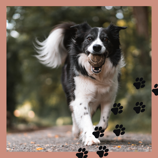 Celebrating 3 Years of Betty’s Paw Store! 🐾