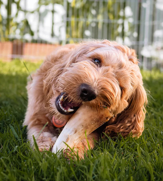 Why Natural Dog Treats Make the Best Training Rewards.
