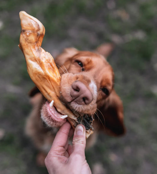 Why are Natural Dog Treats better for your Dog?