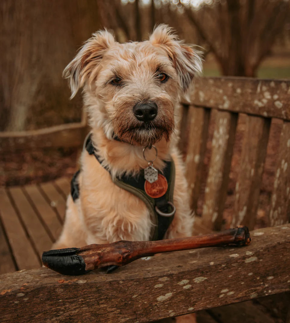 🌷 Celebrate National Pet Day: Fun, Healthy Ways to Spoil Your Pup