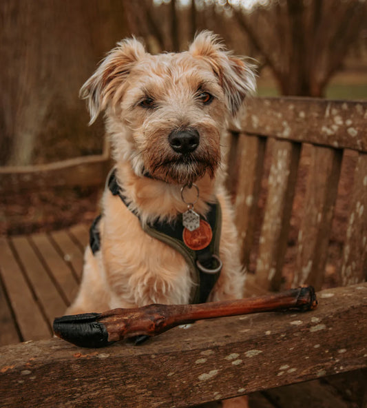 🌷 Celebrate National Pet Day: Fun, Healthy Ways to Spoil Your Pup
