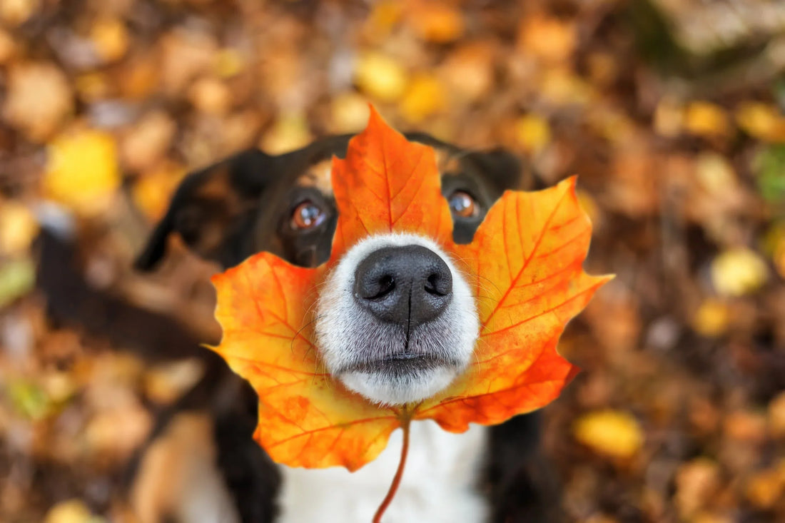 Natural Treats for Dogs with Sensitive Stomachs