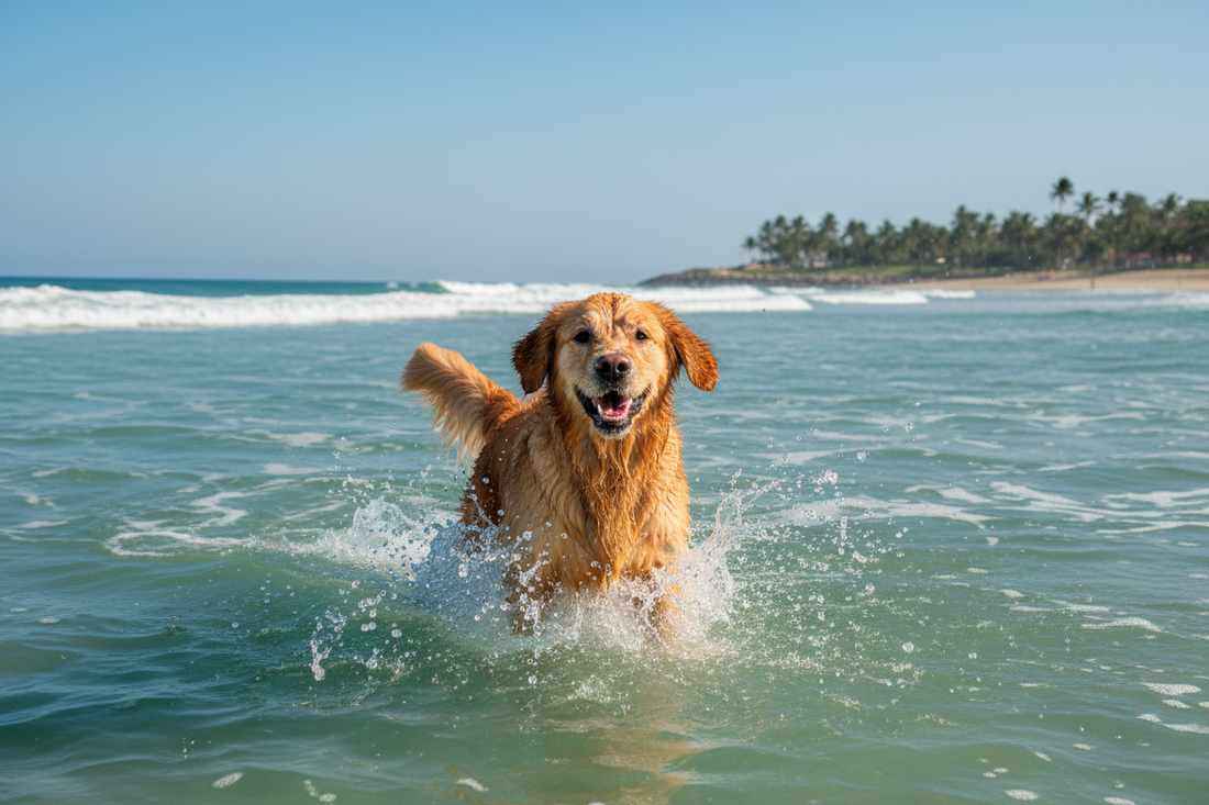 Why summer is harder on Dogs