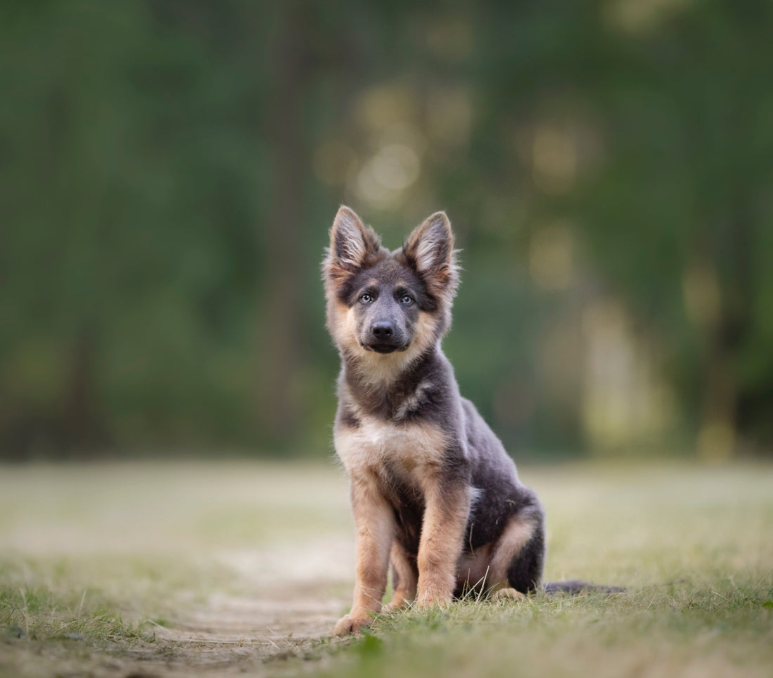 Paws & Progress: Mastering Dog Training Techniques.