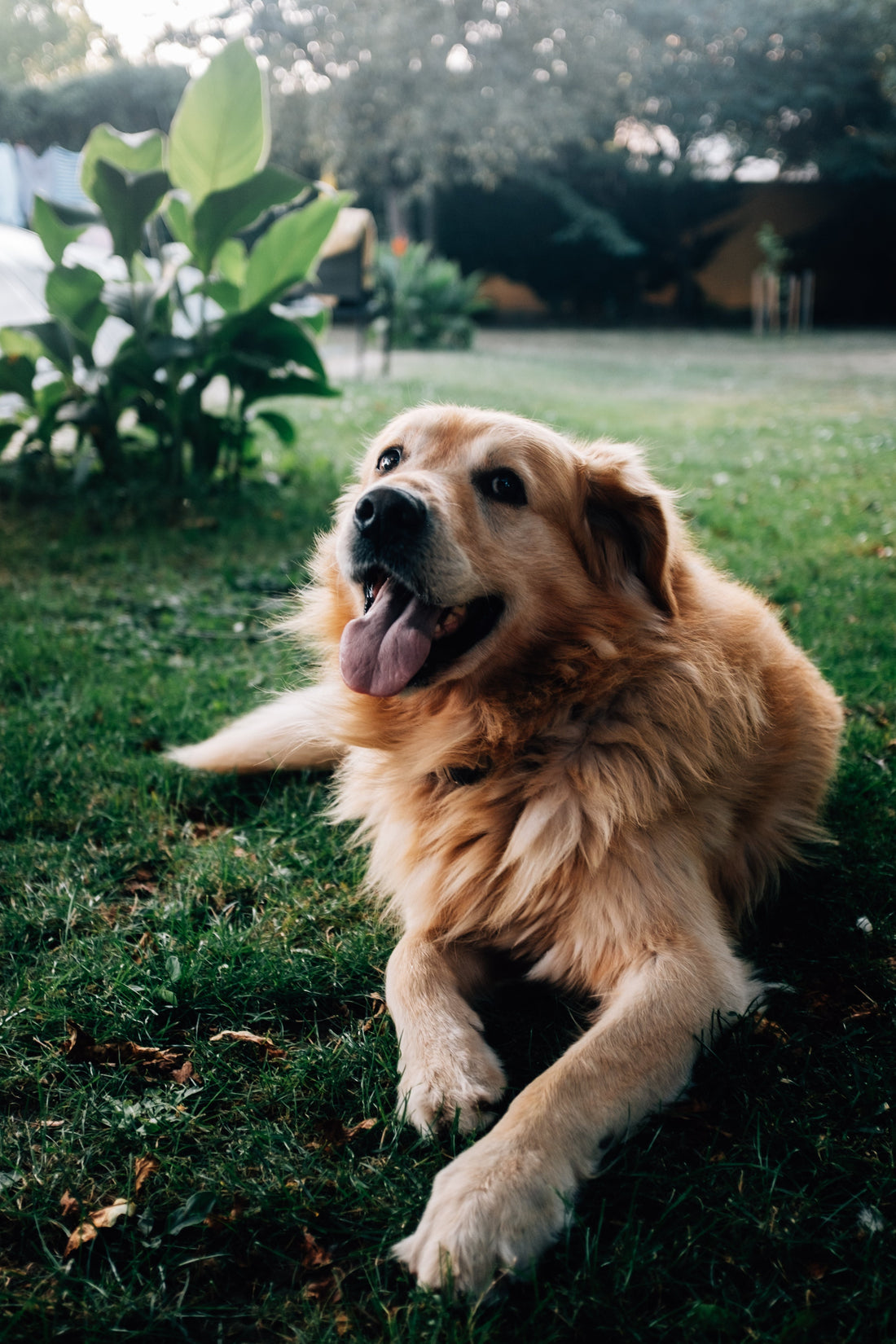 Easter Barks and Bunny Hops: A Pawsitively Egg-citing Celebration with Dogs!