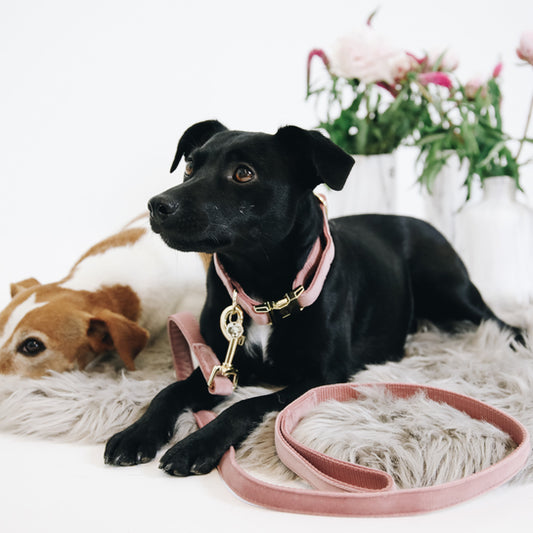A Guide to Choosing the Perfect Dog Collar