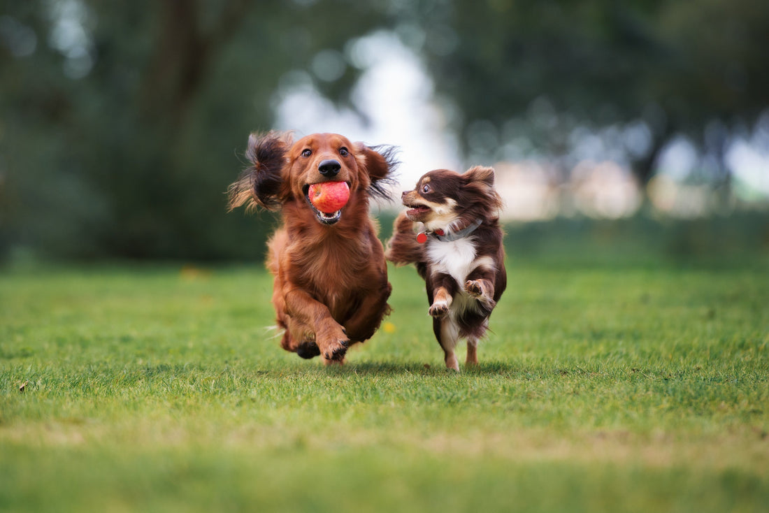 🐶 The Science of Tail Wags: What Your Dog’s Wagging Really Means