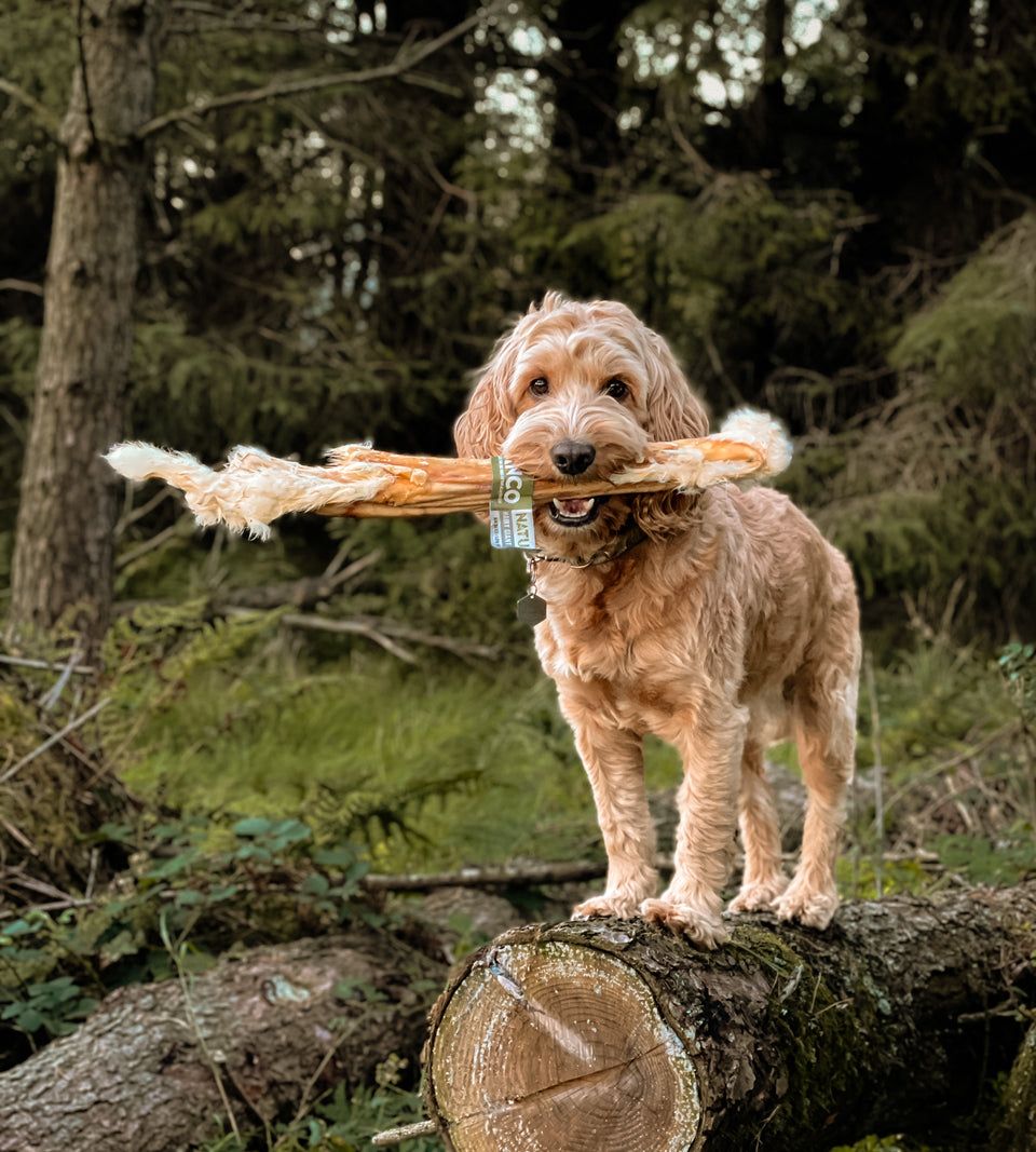 Giant Hairy Rabbit Stick